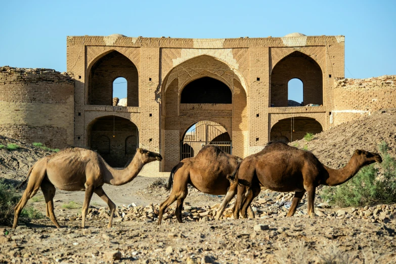 the three camels are grazing in front of the old building