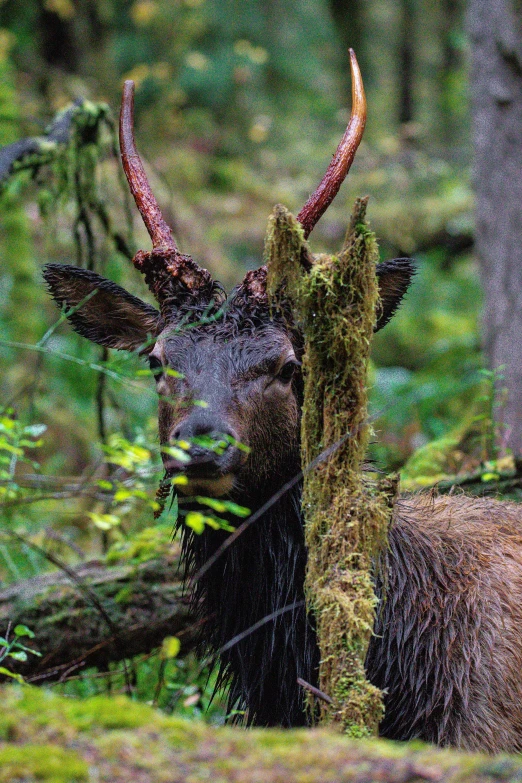 two moose heads in the woods looking around