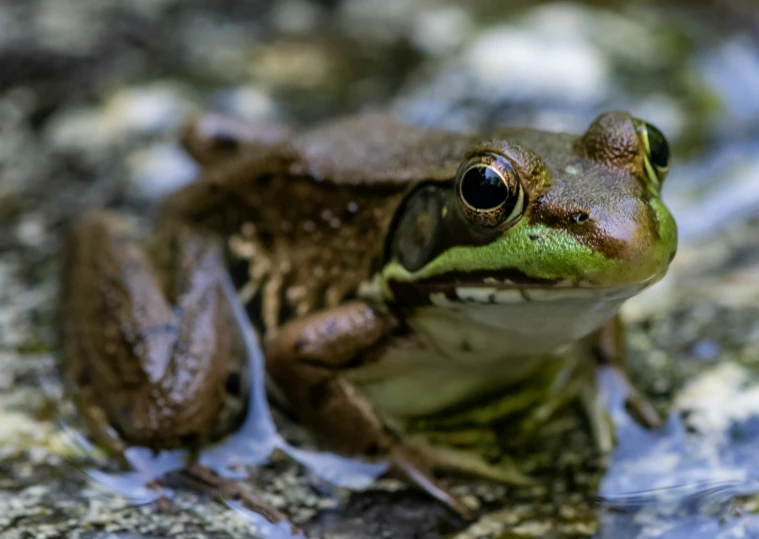 a frog sitting on top of a rock