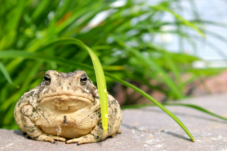 a frog with its mouth open sits on some grass