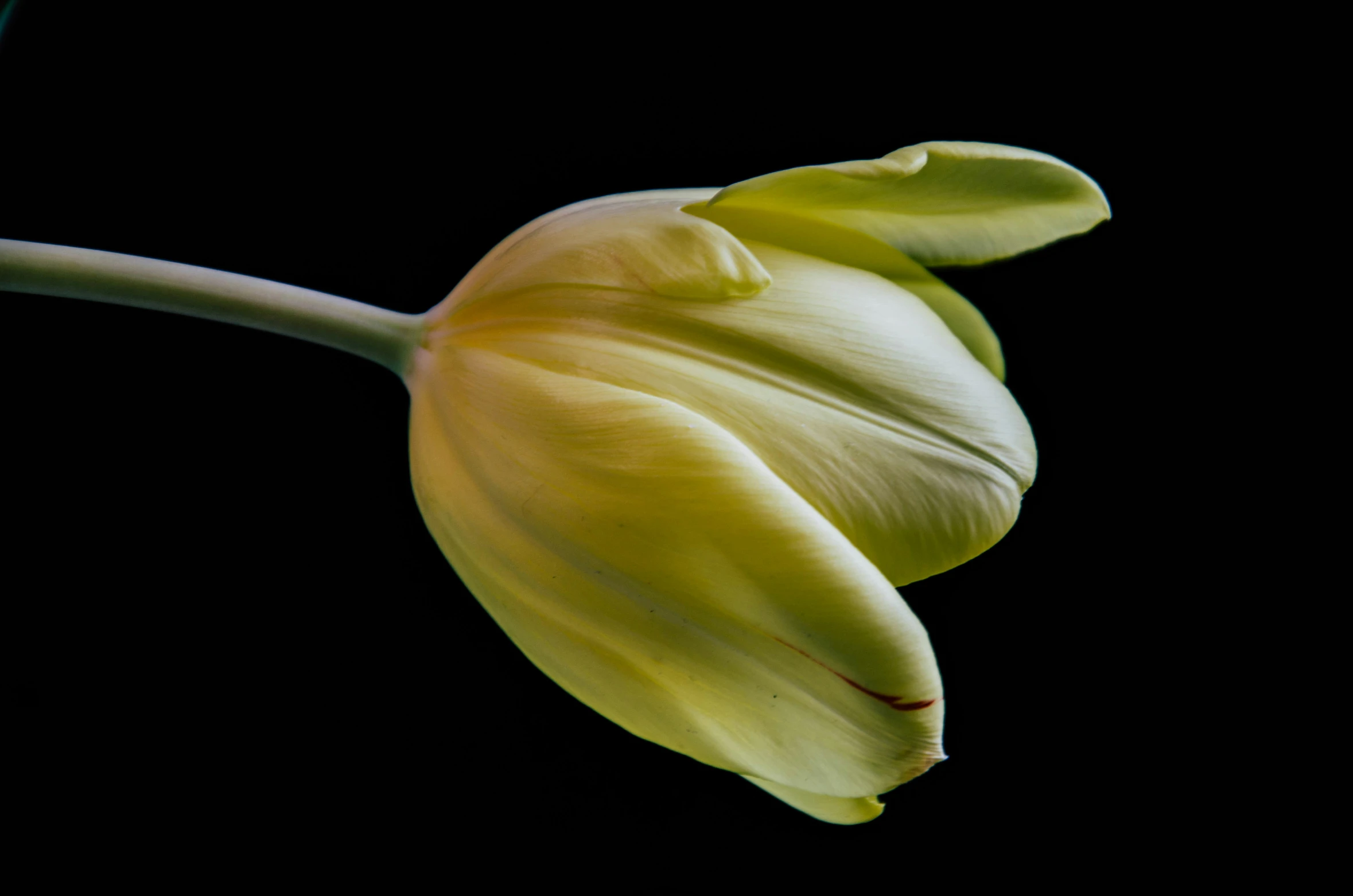 a yellow tulip blossom in the dark