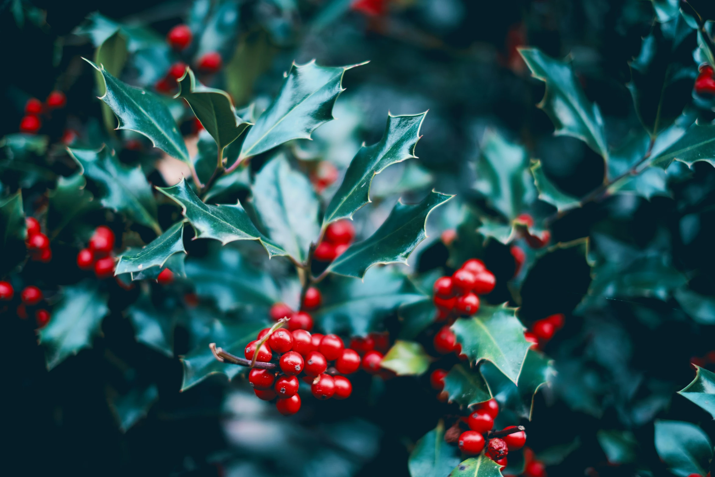 holly nches with red berries on the nches