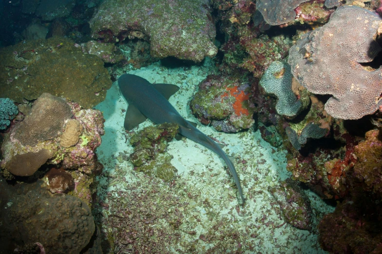 a fish that is sitting on some corals