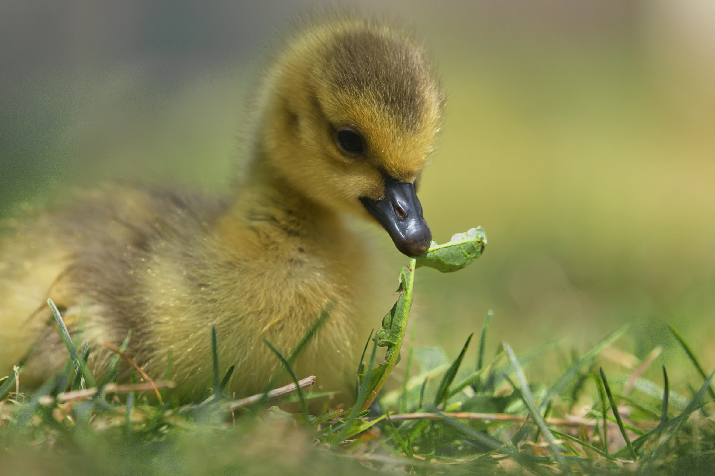 small duckling on grassy area with grass in its mouth