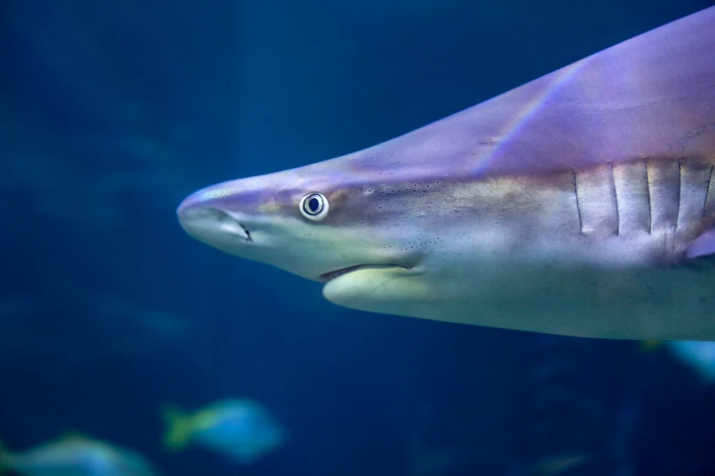 a small purple shark swimming in an aquarium