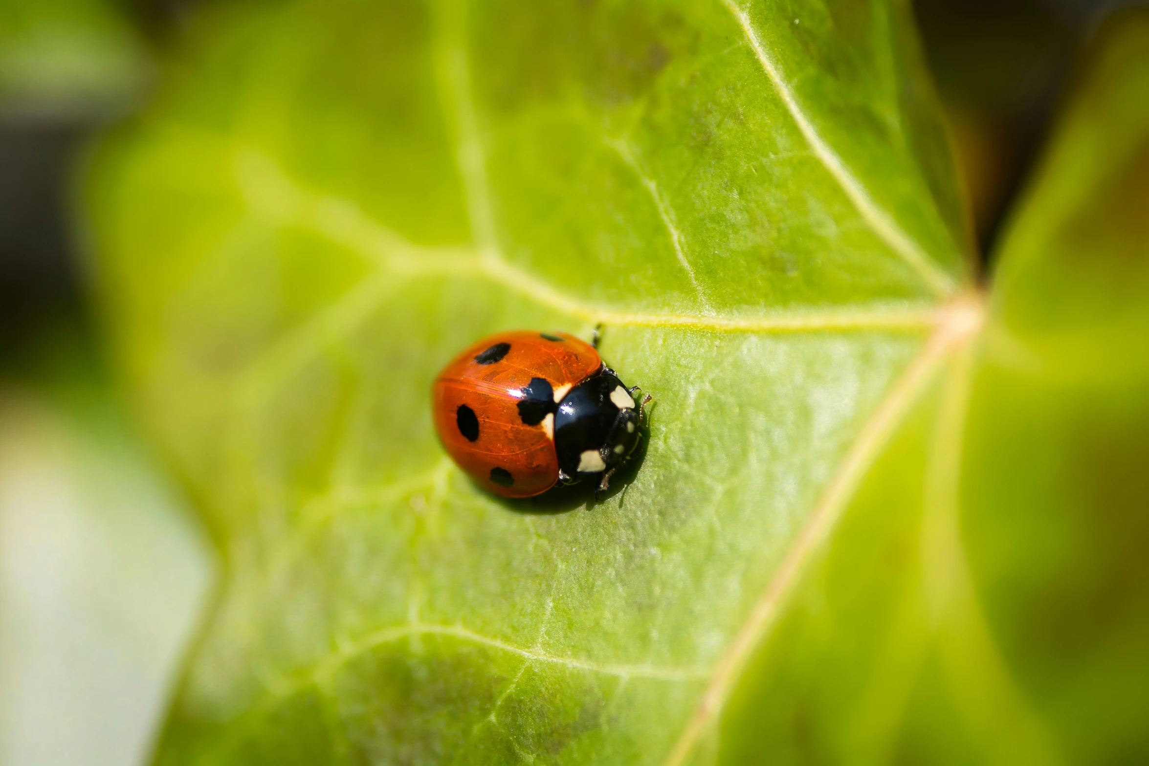 the lady bug is sitting on a green leaf