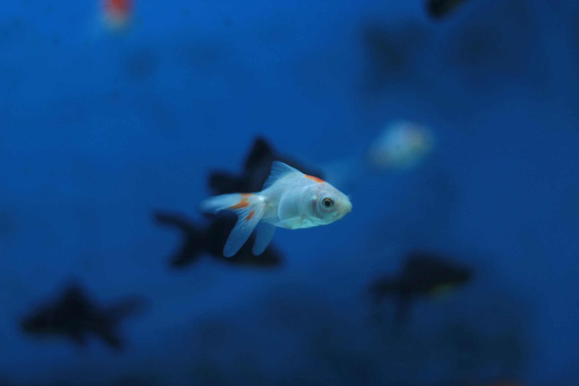 fish in an aquarium are white and black