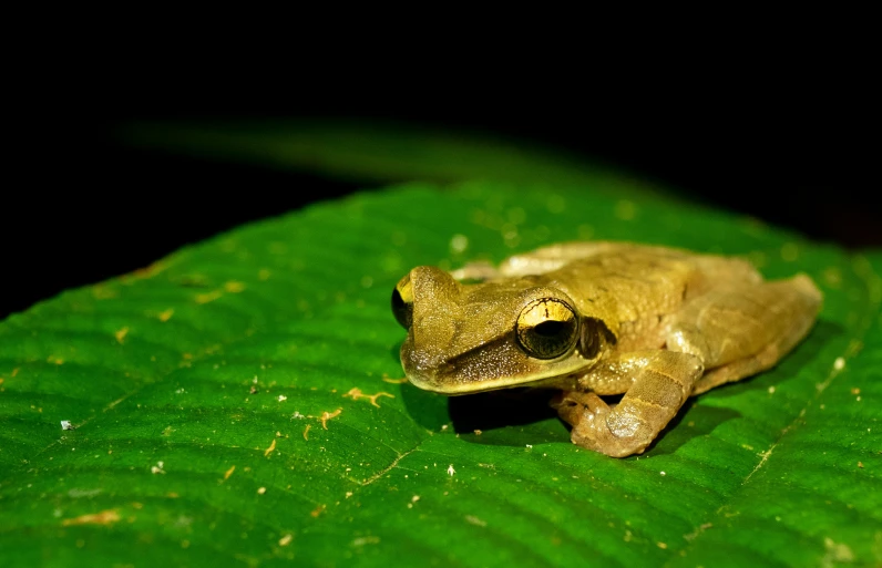 a brown frog sitting on top of a green leaf
