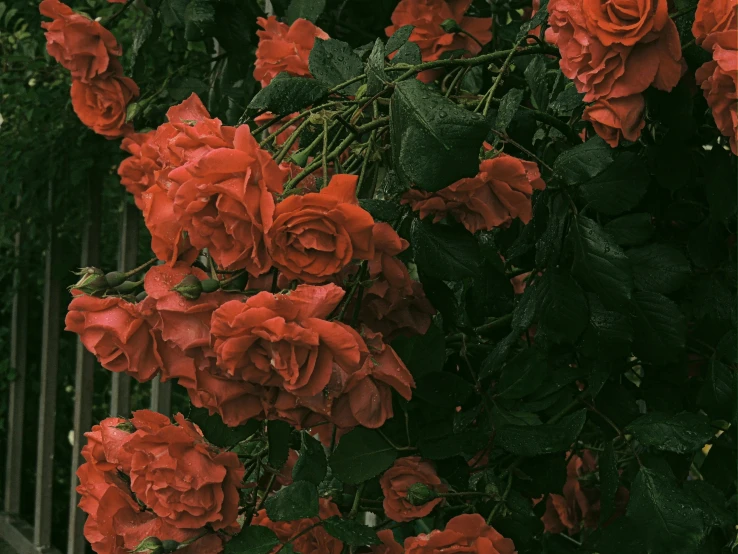 the beautiful red roses are on display in the garden