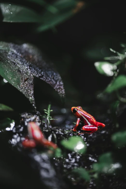 a little red frog sitting on top of a leaf