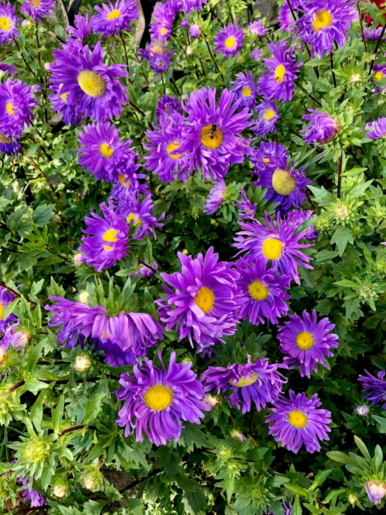 purple flowers are blooming beside a garden