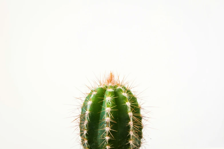 a green cactus sits in a plant pot