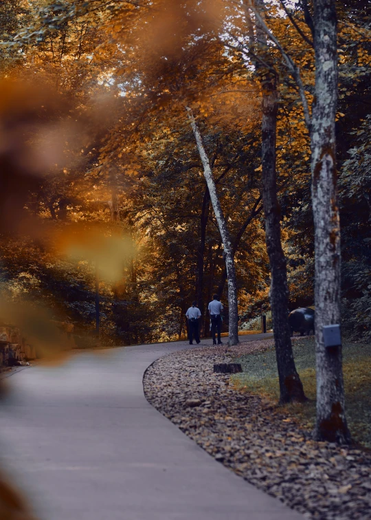 three people walking down a path lined with trees