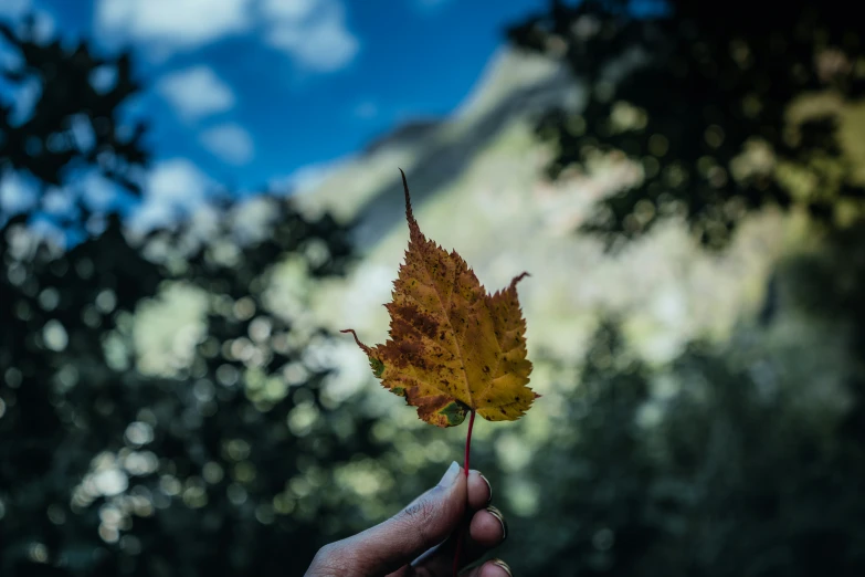 a person holding onto an orange leaf in front of some trees