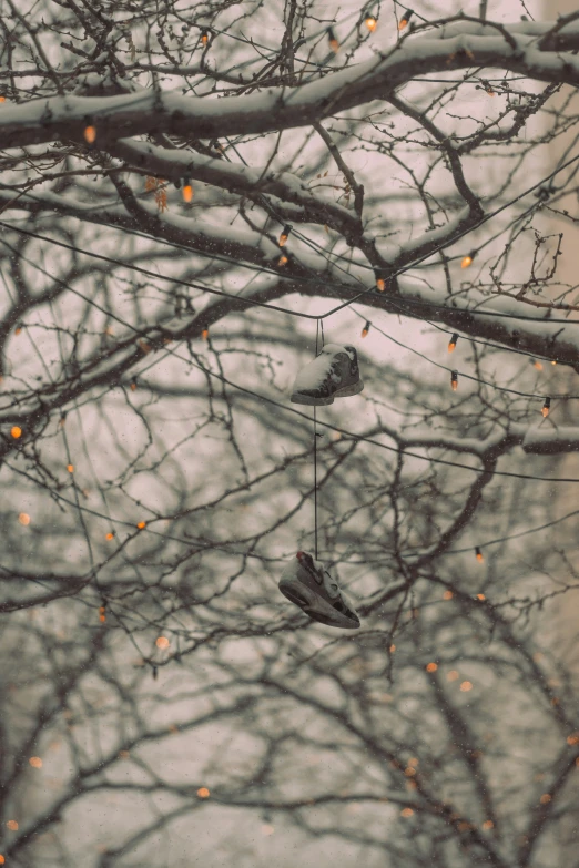 a pair of shoes hanging from a wire in front of a bare tree