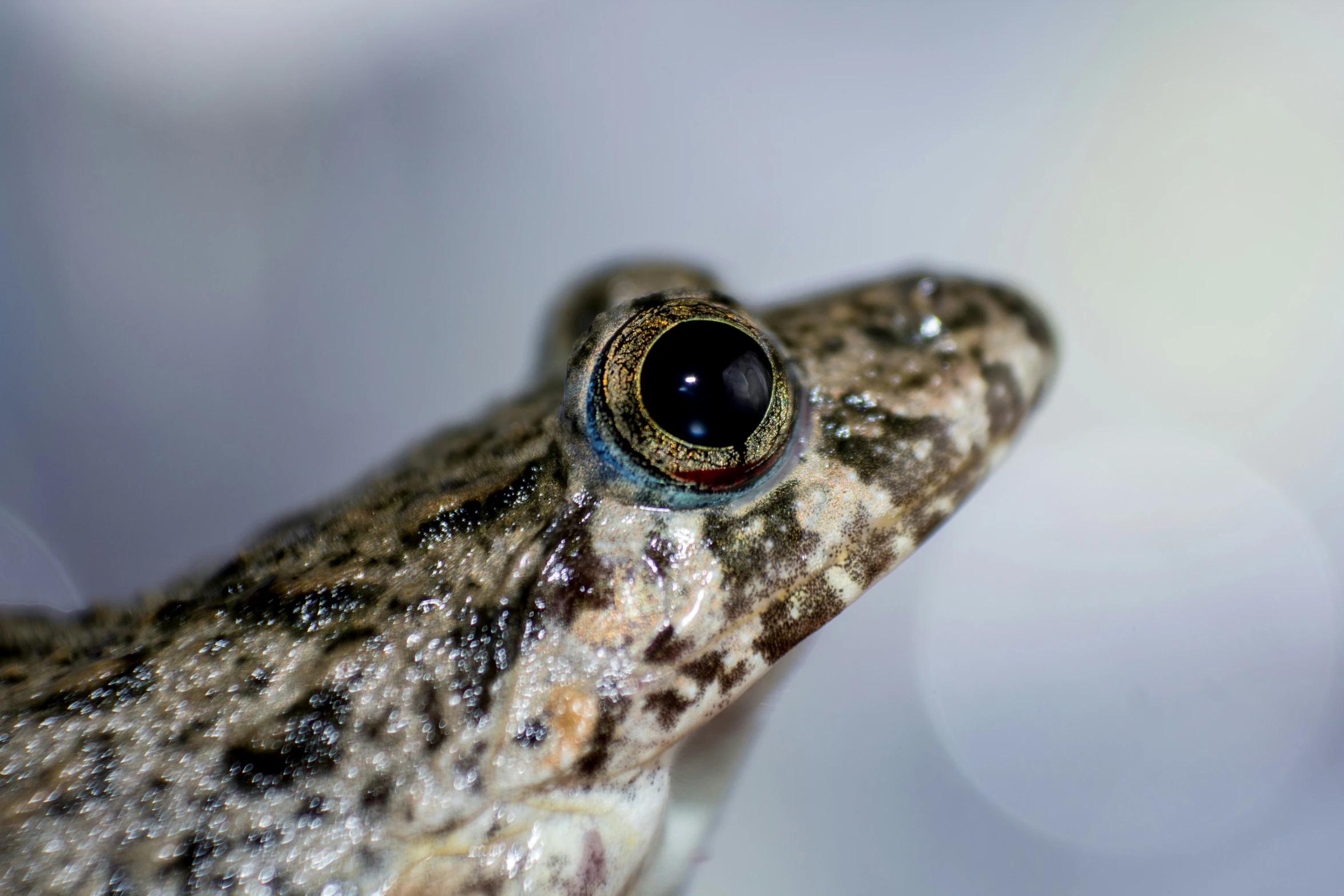 a close up of a frog's face with a blue background