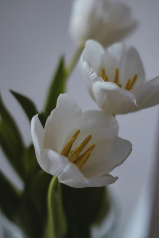 some white flowers in a vase on the table