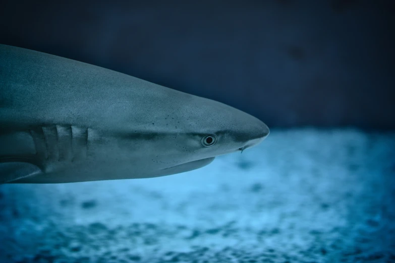 close up s of the face and body of a white shark