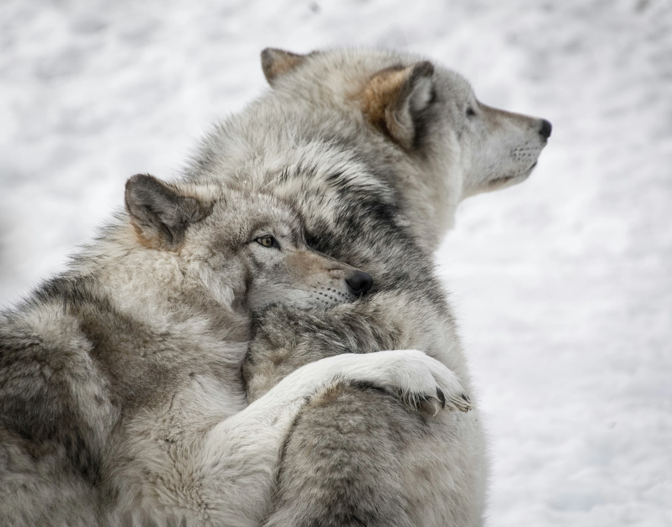 two grey wolfs are close together in the snow