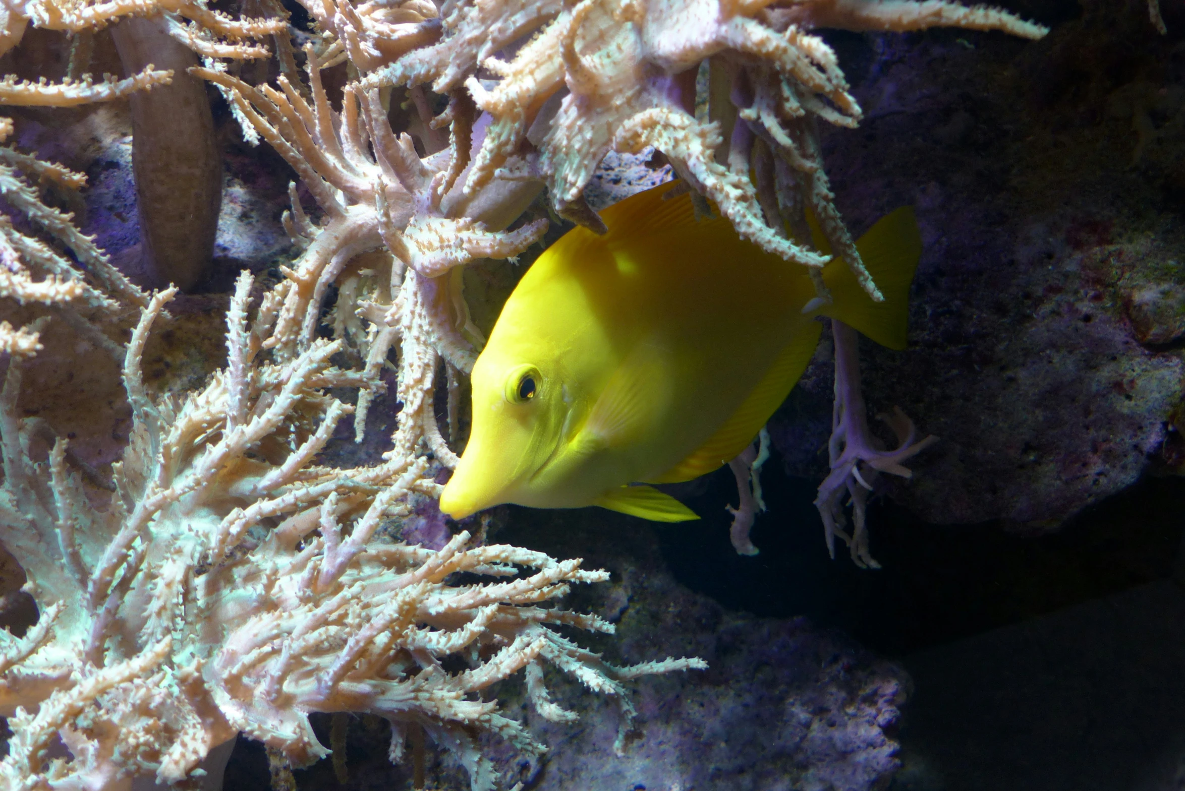 an image of a fish swimming over corals