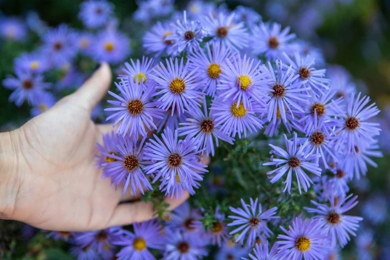 a small bouquet of flowers in the foreground with someones hand holding them over