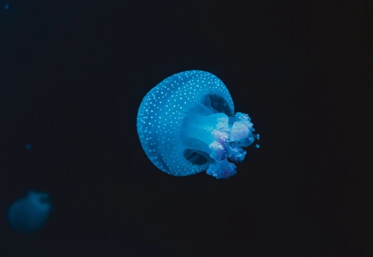 a blue jellyfish in the dark water with bubbles