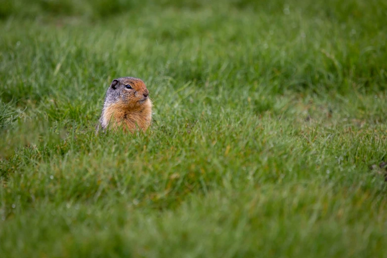 a small marmot marmore walking through tall grass