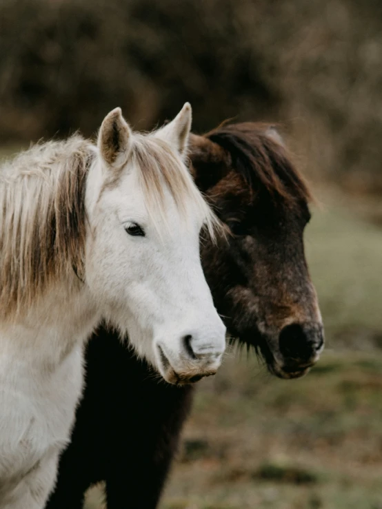 two horses with different colored hair in a field