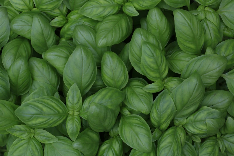 fresh green basil leaves spread across the frame