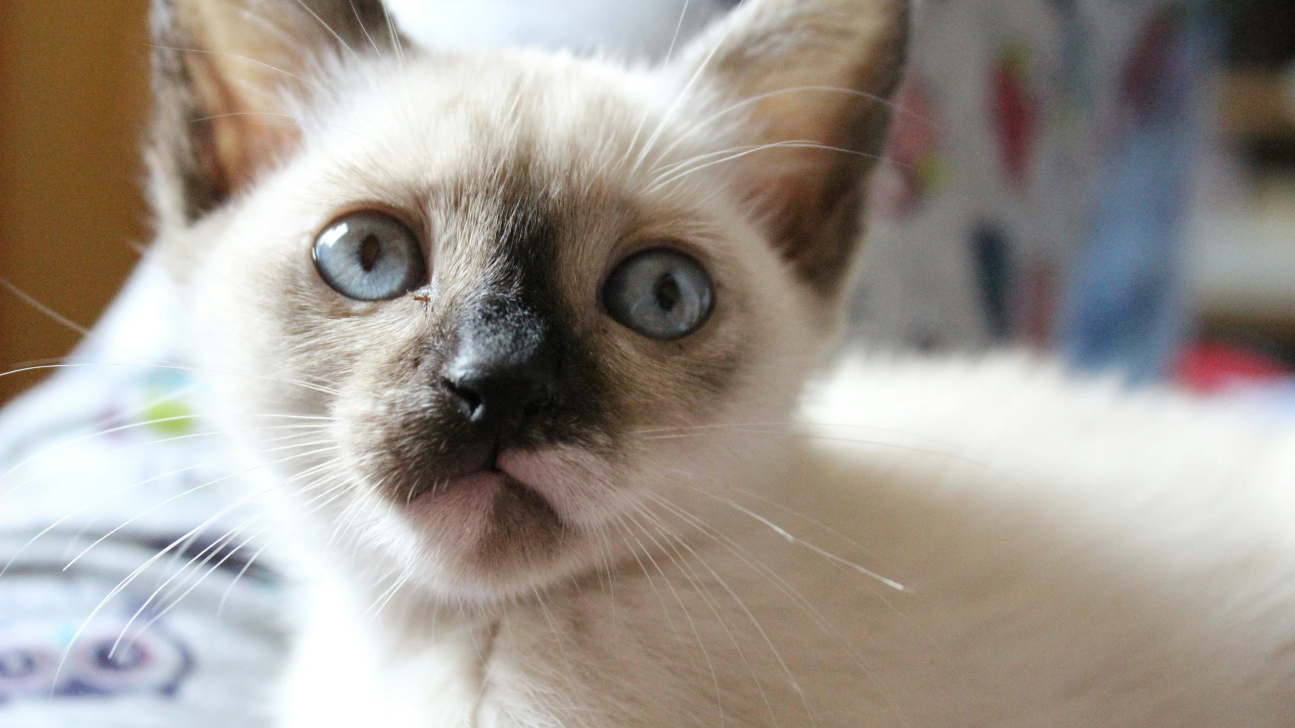 a small cat is posing for a camera