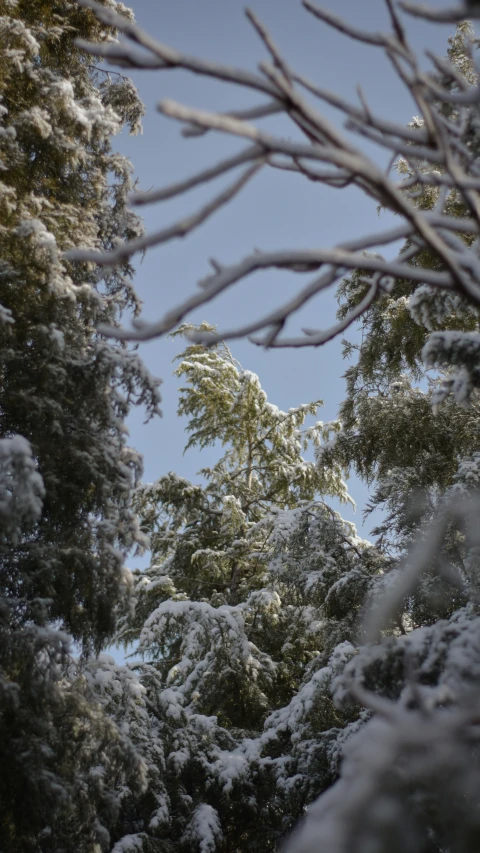 snow covered trees against a blue sky background