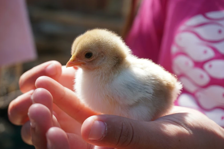small chick sitting on top of a child's hand