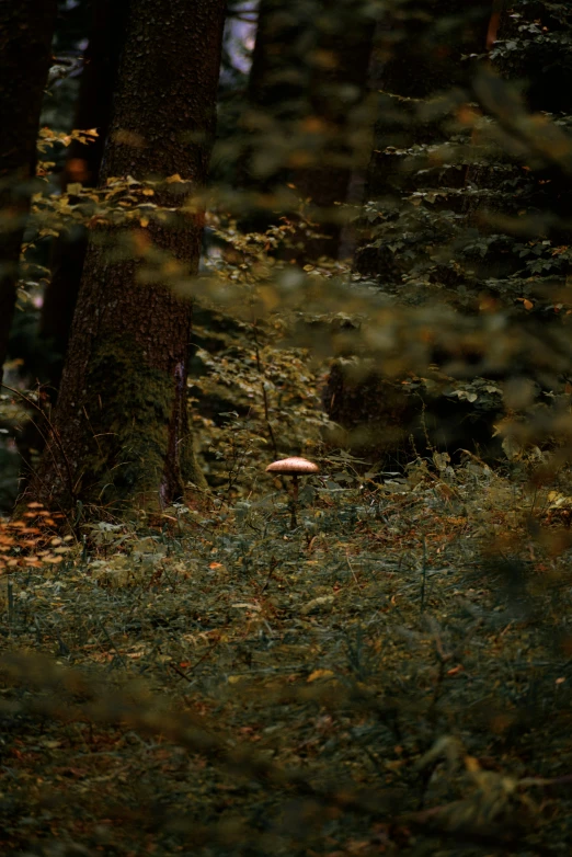 a wooded area that has a mushroom looking thing in it