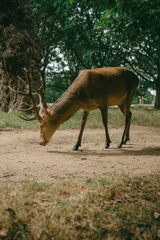 a large animal bending down to eat grass