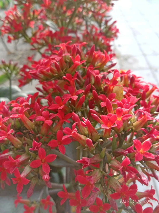 the flowers on this plant are pretty bright red