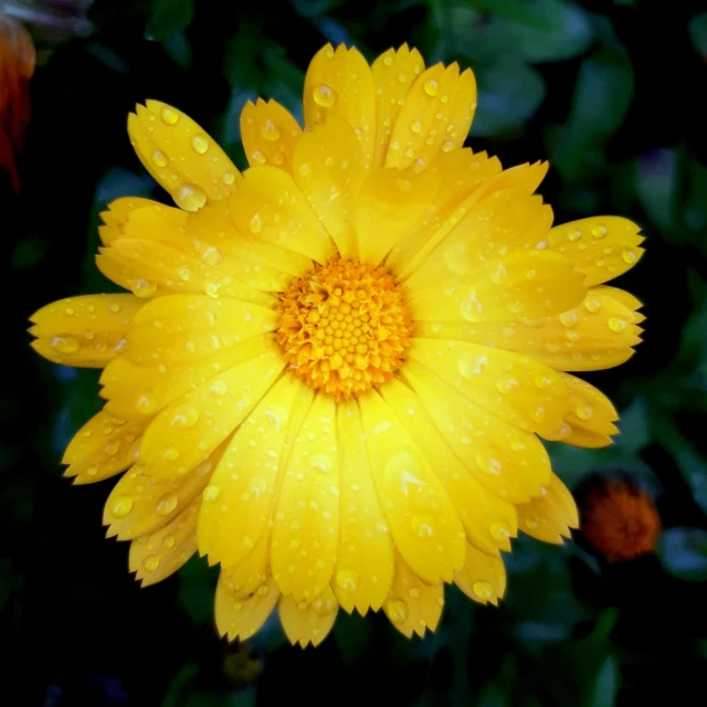 a bright yellow flower with some water droplets on it