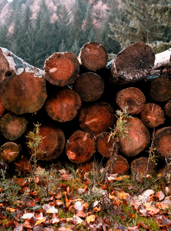 many trunks of logs are stacked up by the woods