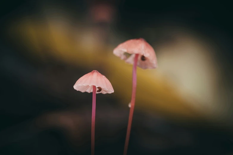 three pink flowers with very small centers in the dark