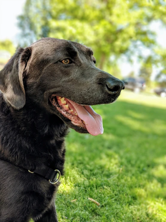 a black dog on a green grassy field