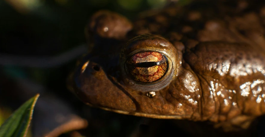 a closeup of a brown frog with the eye opened