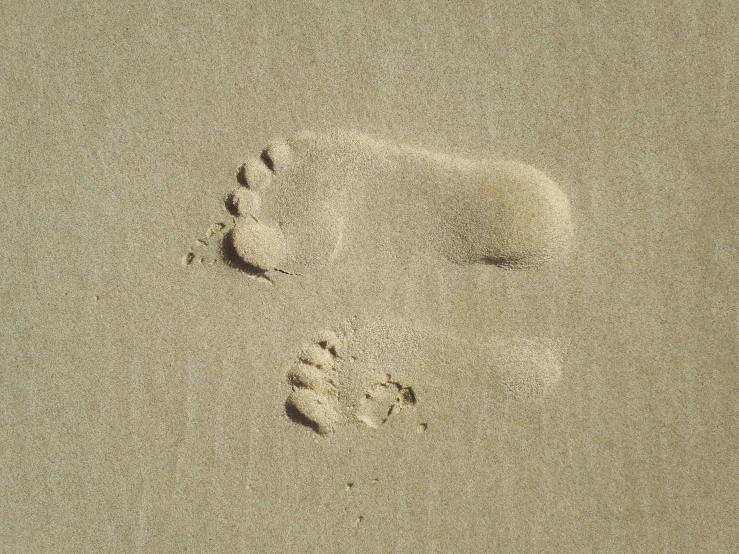 a small animal track in the sand and some water