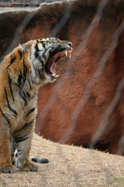 a tiger in an enclosure yawns while roaring