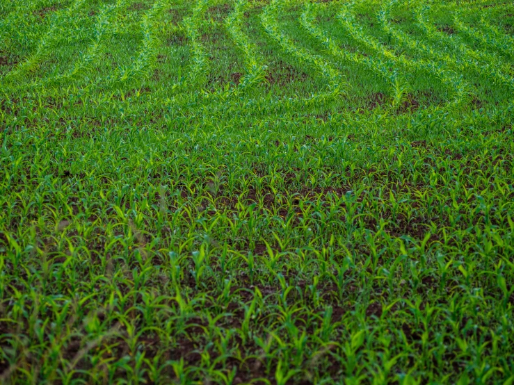 the field of green grass has just been mowed