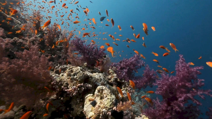 a reef with fish and corals surrounded by seaweed