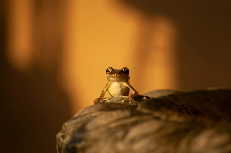 a frog sitting on a rock with his head resting on the end