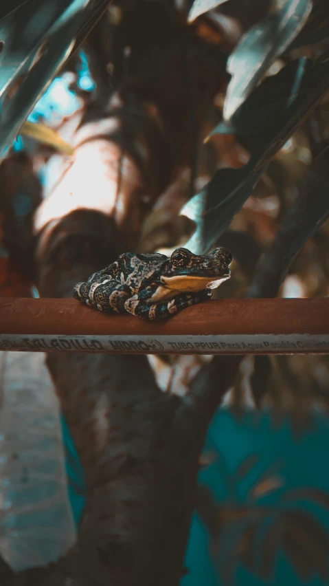 a snake sitting on top of a wooden nch