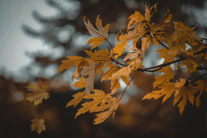 the leaves on the tree have bright yellow on them