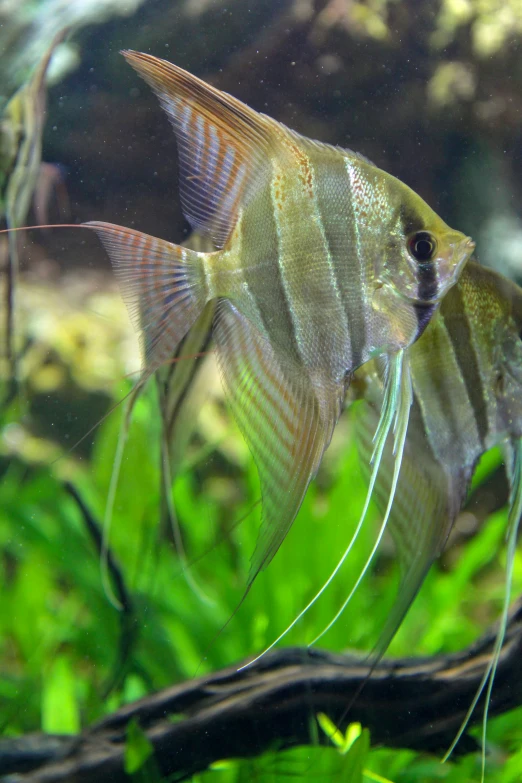 a close up of a small fish with short hair