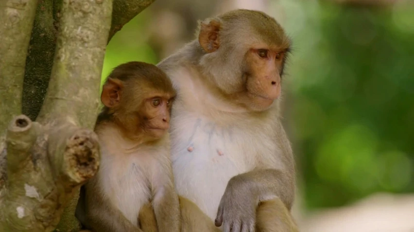 two monkeys are sitting on a tree in the wilderness