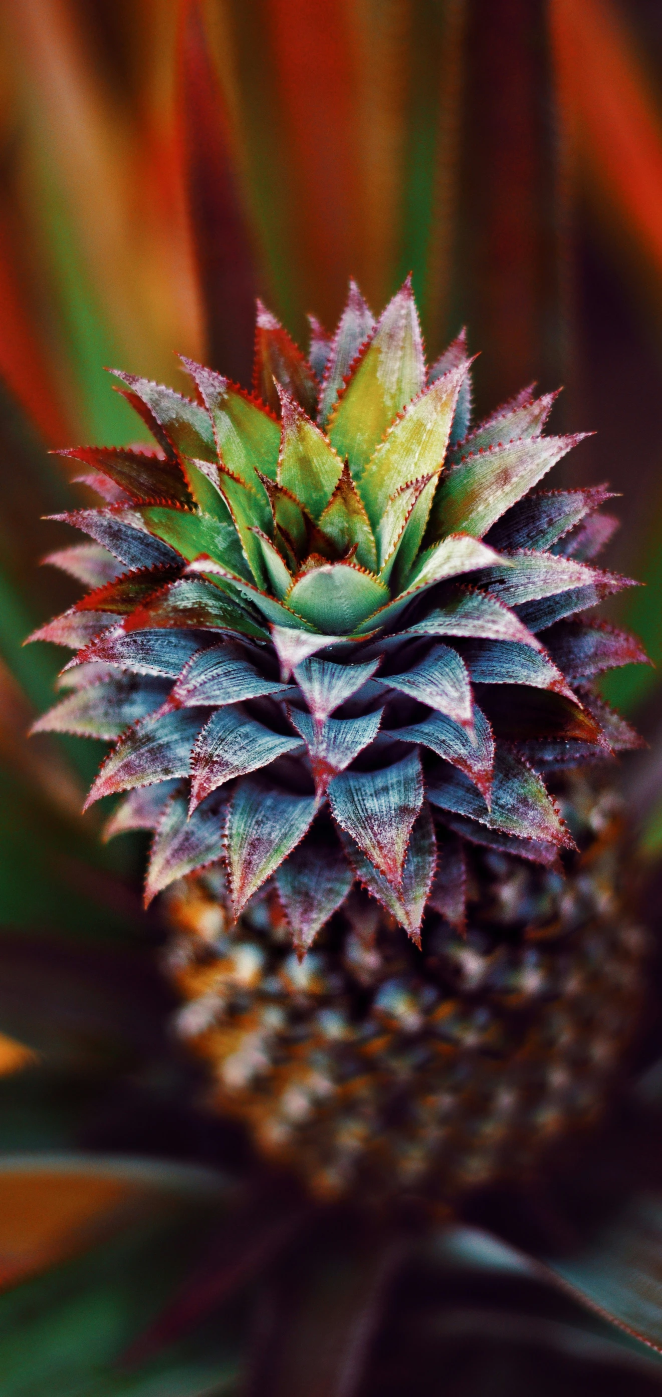 an exotic flower that looks like it is flowering